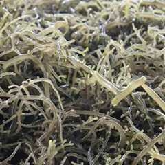 珊瑚草图片