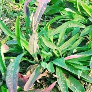山苦菜图片