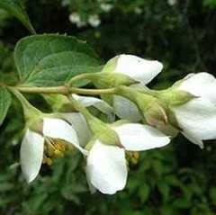 山梅花根皮