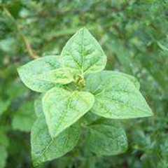 山香草