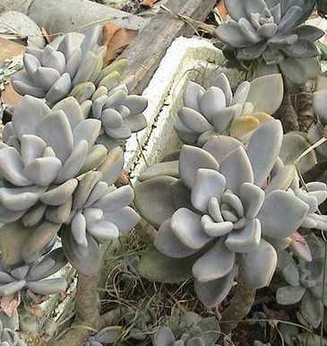 石莲花图片