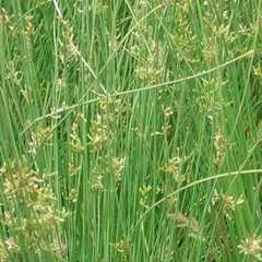 石龙刍根