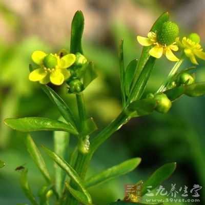 石龙芮子图片