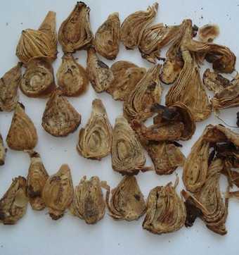 石蒜图片