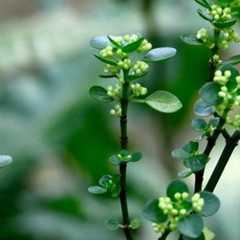 石油菜