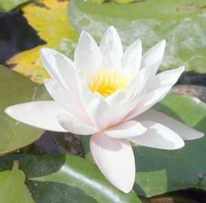 水百合