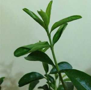 水白蜡图片