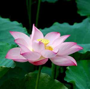 水芙蓉图片