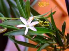 树茭瓜果图片