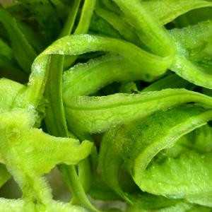 丝瓜皮图片