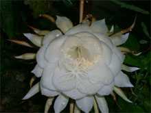 昙花图片