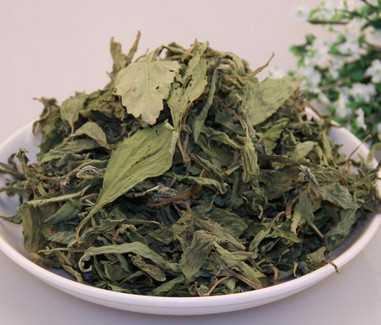 甜菊图片