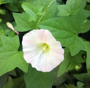 田旋花