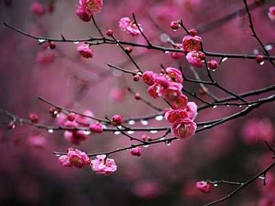 岁寒梅花独占春