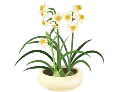 传统名花话水仙 清热解毒祛风气