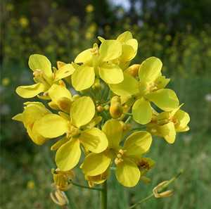 芜菁花