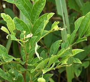 吴茱萸根