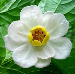 夏蜡梅图片