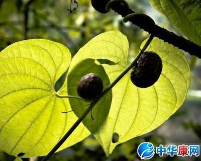 香石藤果图片