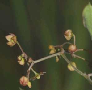 小白薇