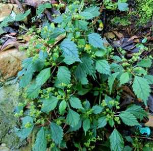 小凤尾草