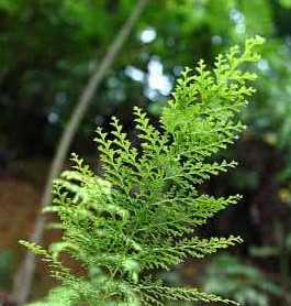 小叶山鸡尾巴草图片