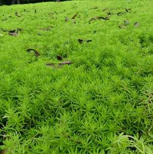细草图片