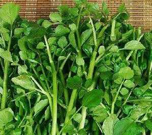 西洋菜干图片