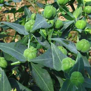 续随子茎中白汁图片