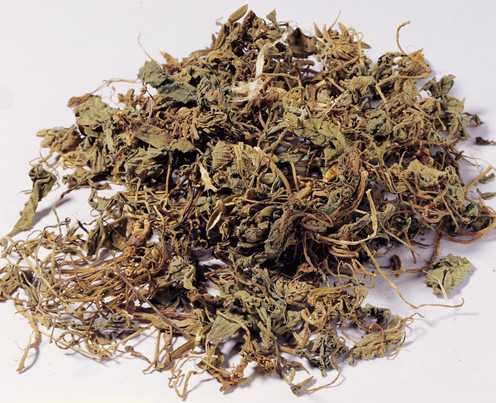 洋薄荷图片