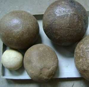 羊胲子图片