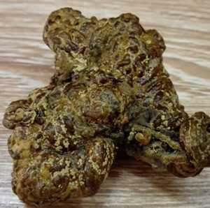 羊黄图片