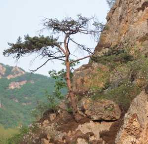 岩松图片