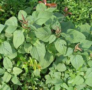 野苋菜