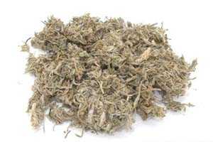 茵陈蒿图片