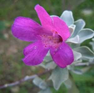 玉芙蓉图片