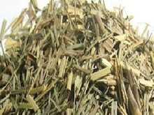 芸香草图片