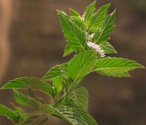 鱼香草图片