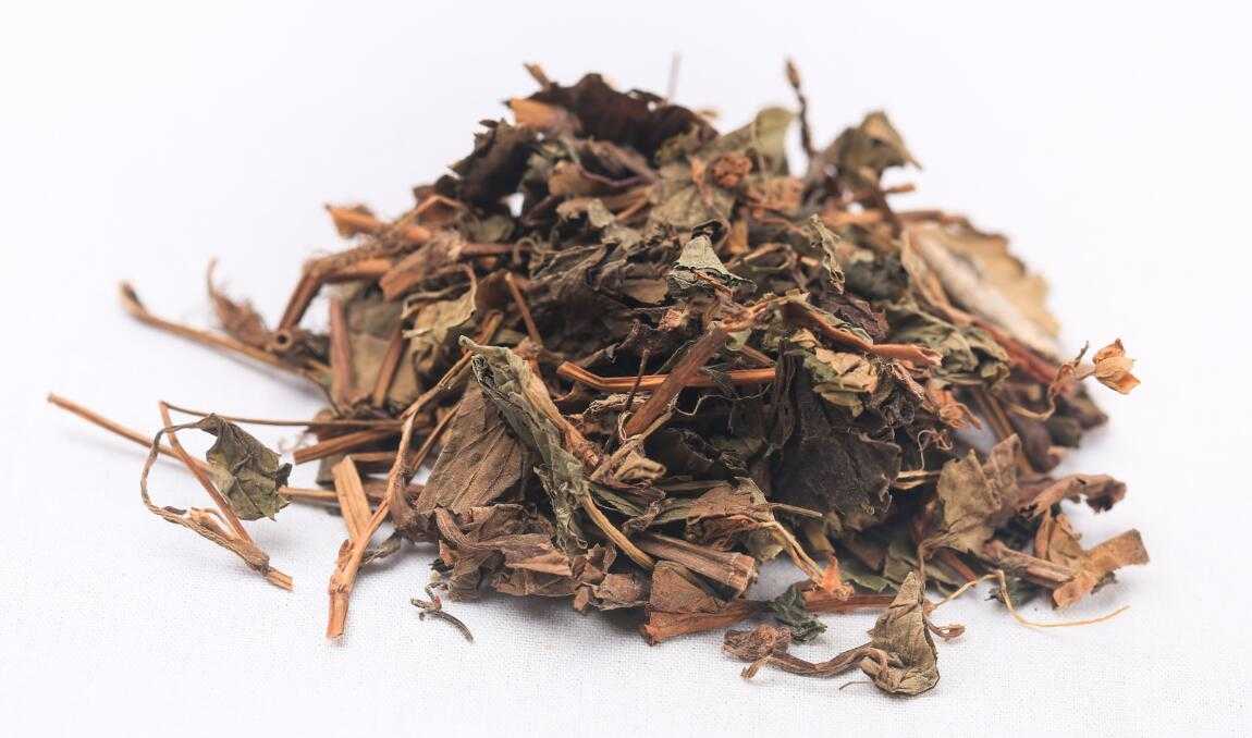鱼腥草图片
