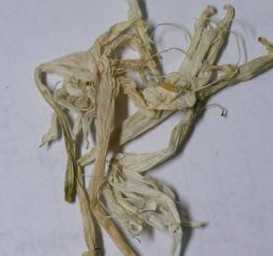 玉簪花根