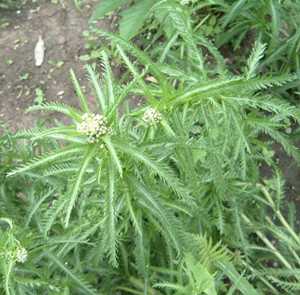 斩龙草图片