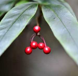 珍珠伞图片