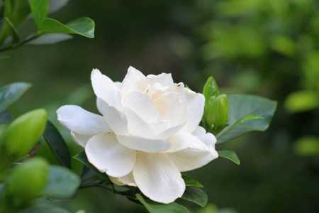 栀子花图片