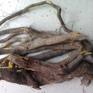 紫青藤根图片