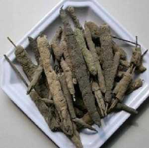 紫梢花图片