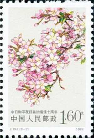 樱花如雪 宜观宜药