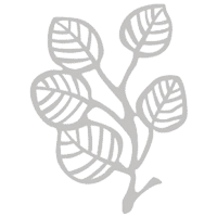 白叶花柴图片
